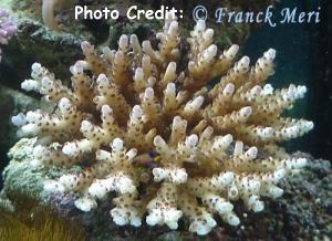  Acropora loripes (Bush Acropora)