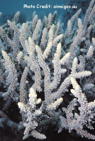  Acropora lovelli (Cats Paw)