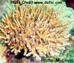  Acropora maryae (Bush Acropora)