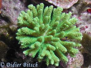  Acropora millepora (Tabletop Coral)