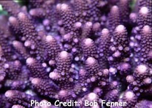  Acropora monticulosa (Acropora monticulosa)