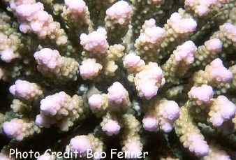  Acropora nasuta (Acropora nasuta)