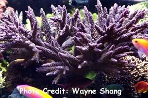  Acropora nobilis (Staghorn Coral)