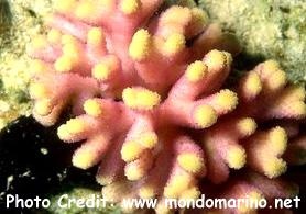  Acropora palifera (Cats Paw Acropora)