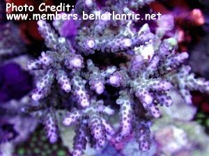  Acropora parilis (Purple Acropora Coral, Acropora parilis)