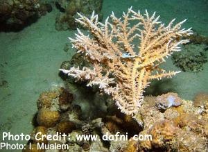  Acropora pharaonis (Acropora pharaonis)