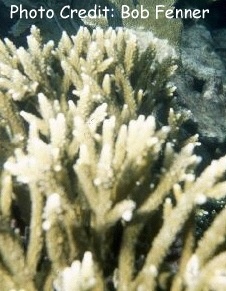  Acropora prolifera (Poorman’s Elkhorn, Fused Staghorn Coral)