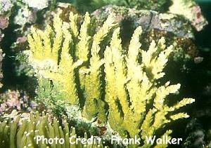  Acropora pulchra (Staghorn)