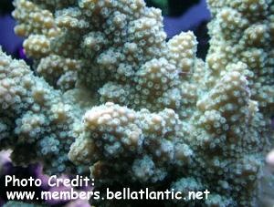  Acropora robusta (Acropora robusta)