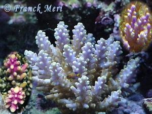  Acropora secale (Purple Tipped Acropora)