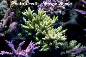  Acropora selago (Plate Acropora)