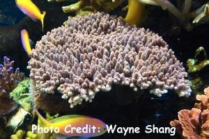  Acropora seriata (Plate Acropora)