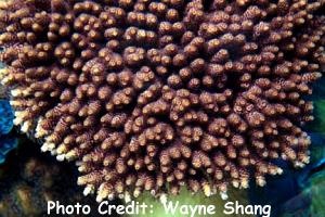  Acropora spicifera (Plate Acropora)