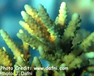  Acropora squarrosa (Acropora squarrosa)