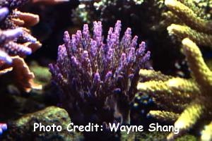  Acropora subulata (Purple Acropora)