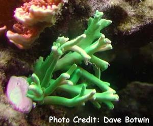  Acropora suharsonoi (Stick Acropora, Acropora suharsonoi  )