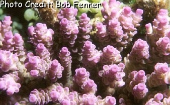  Acropora tenuis (Purple Tipped Acropora)