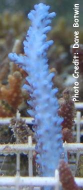  Acropora tortuosa (Purple Acropora)