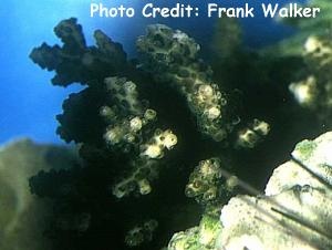  Acropora tumida (Green Acropora)