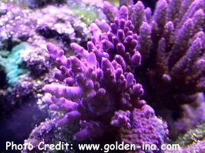  Acropora valida (Purple Tipped Acropora)