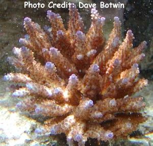  Acropora variabilis (Purple-tip Acropora)