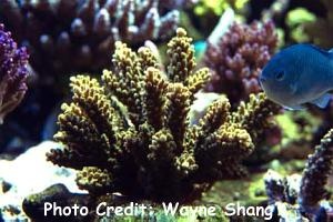  Acropora variolosa (Acropora variolosa  )