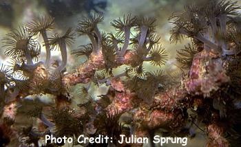  Acrozoanthus australiae (Stick Polyps, Polyp Trees, Encrusting Tree Polyps)