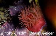  Actinia equine (Beadlet Anemone, Red Sea Anemone)