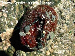  Actinia fragacea (Strawberry Anemone)