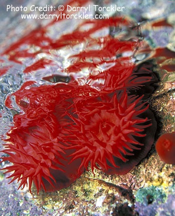  Actinia tenebrosa (Waratah Anemone, Cherry Anemone)