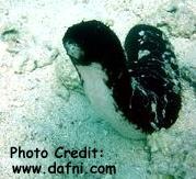  Actinopyga bannwarthi (Sea Cucumber)