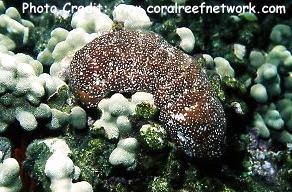  Actinopyga mauritiana (Mauritius Sea Cucumber, Surf Redfish)