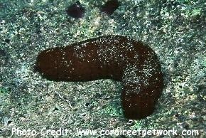  Actinopyga obesa (Plump Sea Cucumber)