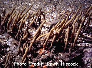  Adreus fascicularis (Antler Sponge)