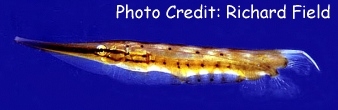  Aeoliscus punctulatus (Speckled Shrimpfish, Spotted Shrimpfish)