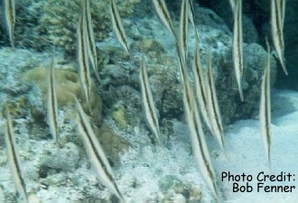  Aeoliscus strigatus (Coral Shrimpfish, Striped Shrimpfish, Razorfish)