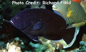  Aethaloperca rogaa (Redmouth Grouper)