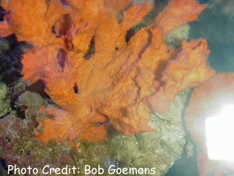  Agelas clathrodes (Orange Elephant Ear Sponge)