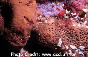  Agelas dispar (Encrusting Sponge)