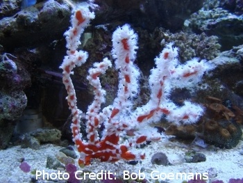  Agelas gracilis (Red Sponge (When encrusted with zoanthid species - Candy Cane/White-lined Sponge) )