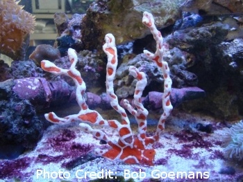  Agelas gracilis (Red Sponge (When encrusted with zoanthid species - Candy Cane/White-lined Sponge) )