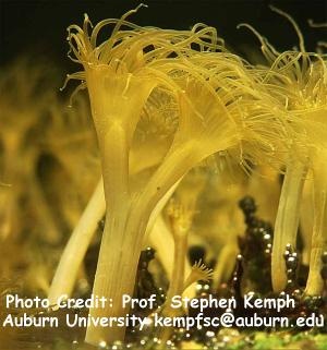  Aiptasia pallida (Brown Anemone, Pale Anemone, Glass Anemone)