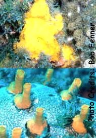  Siphonodictyon coralliphagum (Yellow Boring Sponge)