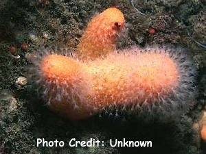  Alcyonium digitatum (Dead Man’s Fingers)