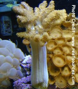  Alcyonium fulvum (Finger Leather Coral)