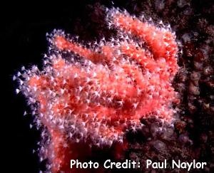  Alcyonium glomeratum (Red Sea Fingers)