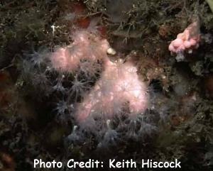  Alcyonium hibemicum (Pink Sea Fingers)