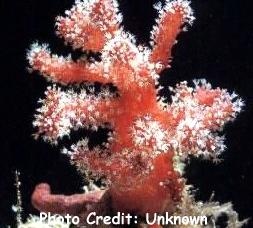  Alcyonium palmatum (Red Dead Man’s Fingers)