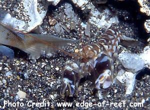  Alpheus bellulus (Pretty Snapping Shrimp, Tiger Shrimp)