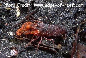  Alpheus bisincisus (Red Tiger Snapping Shrimp, Japanese Pistol Shrimp)